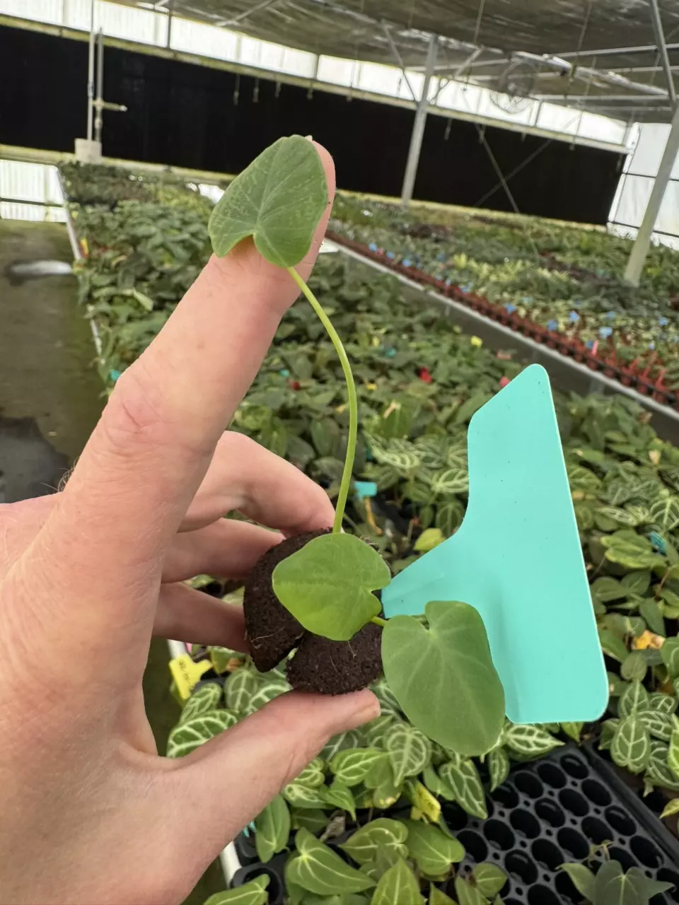 plant/Colocasia pharaohs dream starter plant growers choice-1