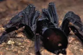 plant/Lampropelma nigerrimum (Sangihe Black Tarantula) 0.75"-0
