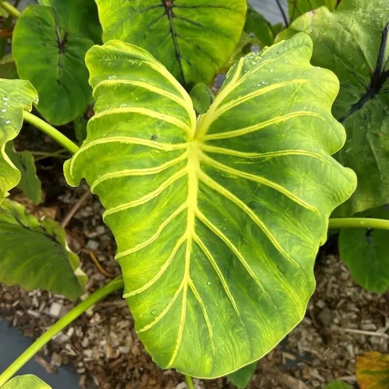 plant/Yellow vein colocasia pharaohs mask starter plant growers choice-0