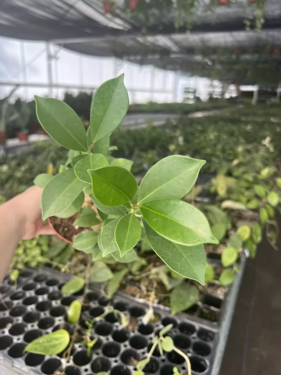 plant/Ficus Ginseng 4” pot Growers Choice-0