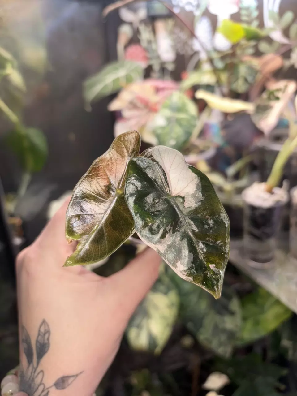 plant/Alocasia Pseudo pink Sanderiana bull variegated pup-0