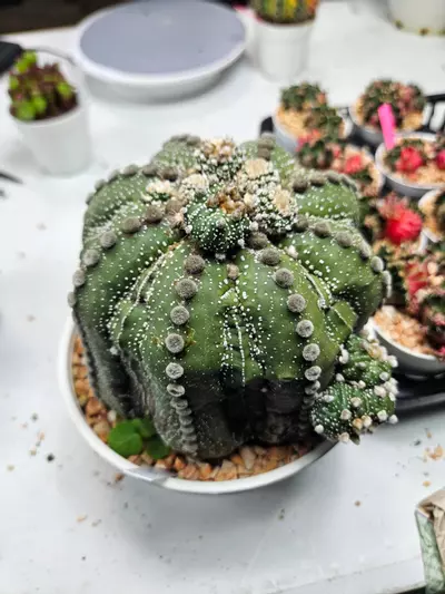 plant/Astrophytum asterias ooibo fukuryu with pups - Peemai Nursery-3-thumbnail