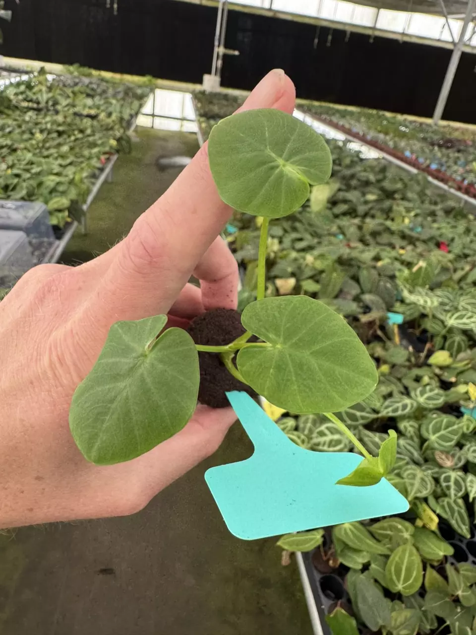 plant/Yellow vein colocasia pharaohs mask starter plant growers choice-1