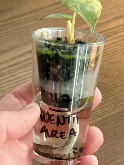 plant/alocasia wentii aurea variegated-3-thumbnail