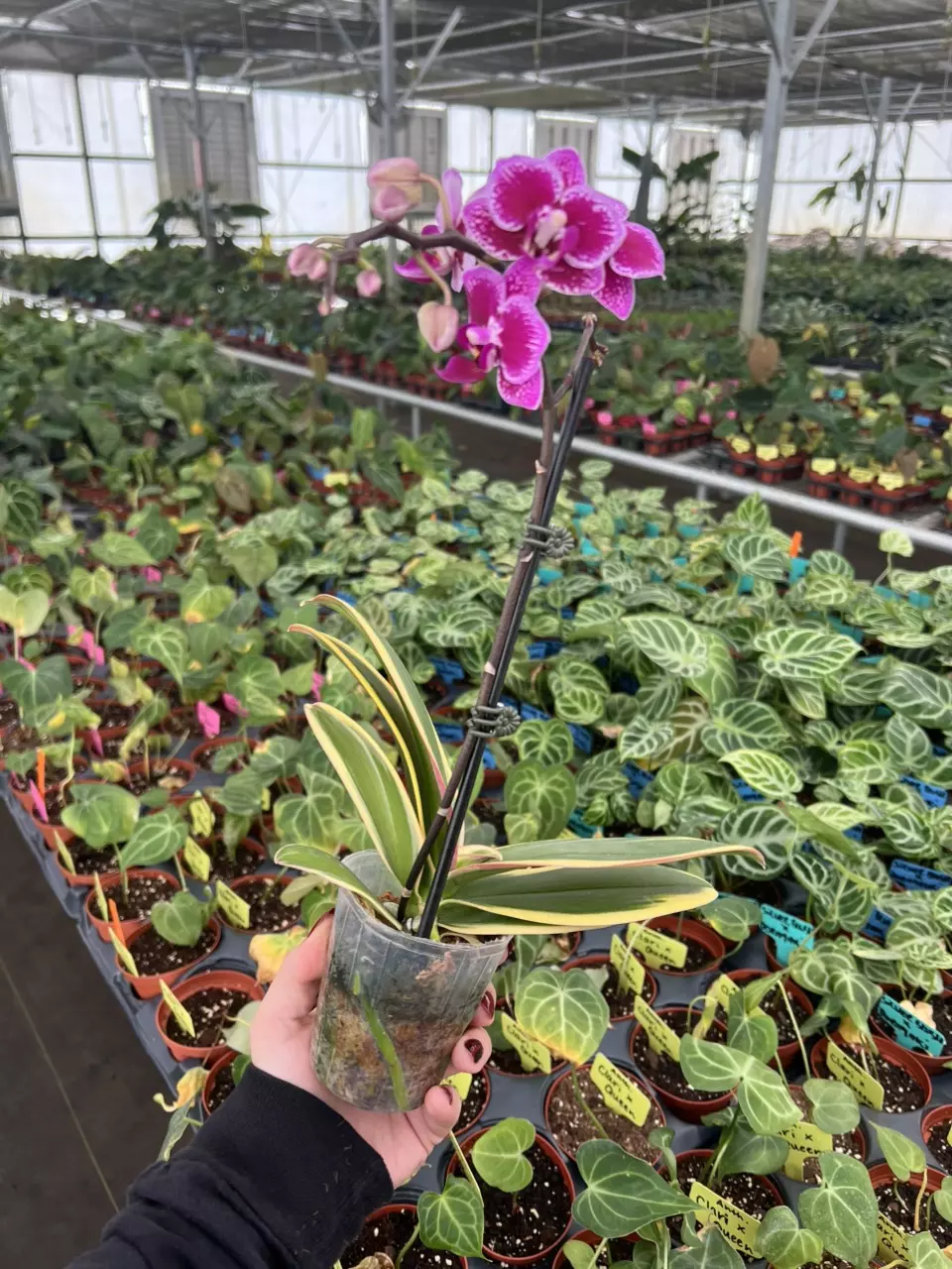 plant/Variegated phalaenopsis orchid 3” pot growers choice-6