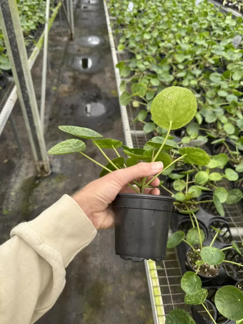 plant/Pilea mojito 4” pot growers choice-6