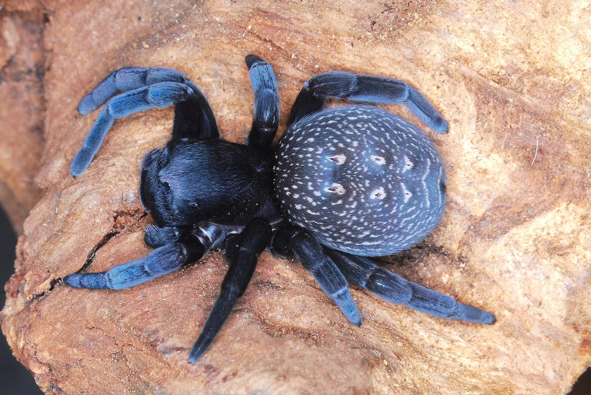 plant/Eresus walckenaeri (Mediterranean Velvet Spider) 1/8-1/4"-0