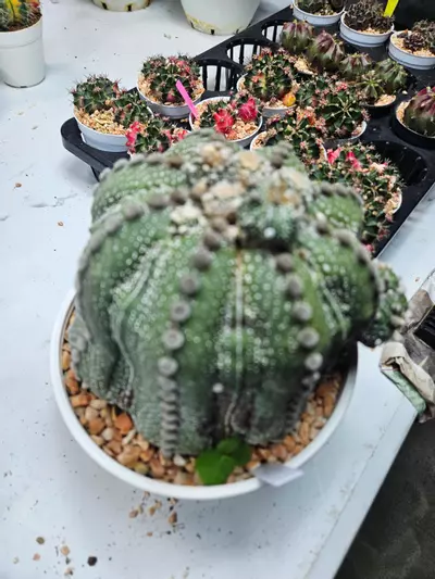 plant/Astrophytum asterias ooibo fukuryu with pups - Peemai Nursery-4-thumbnail