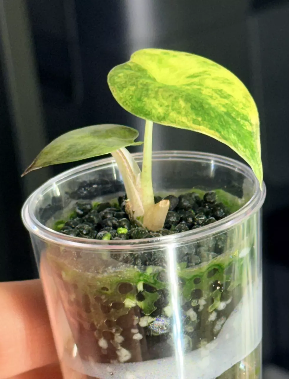 plant/alocasia wentii aurea variegated-1