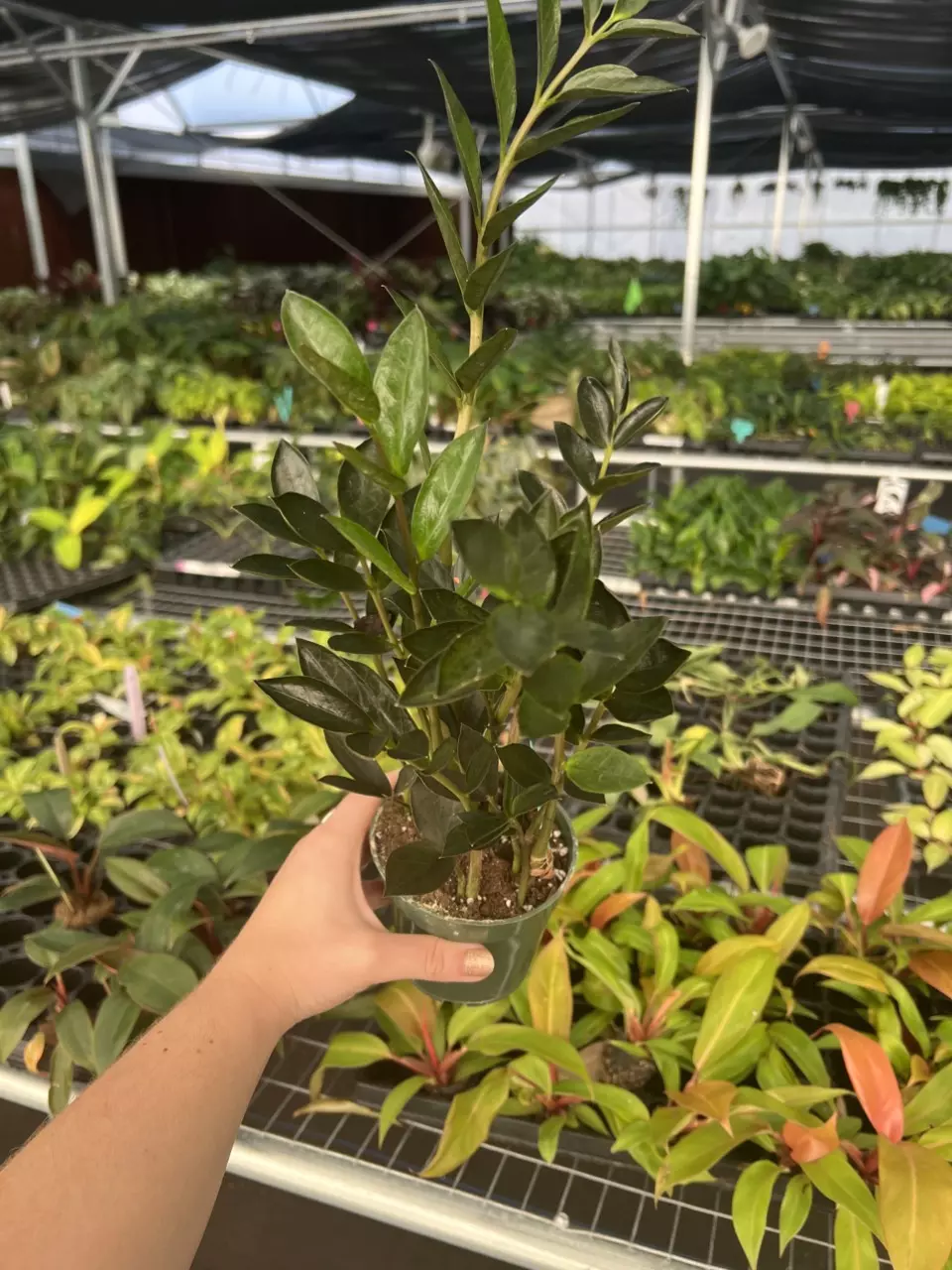 plant/ZZ Zamicro Black 4” pot Growers Choice-1