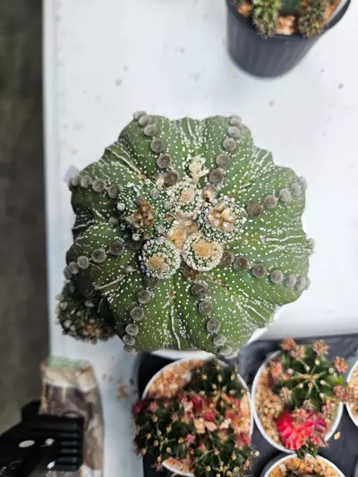 plant/Astrophytum asterias ooibo fukuryu with pups - Peemai Nursery-1-thumbnail