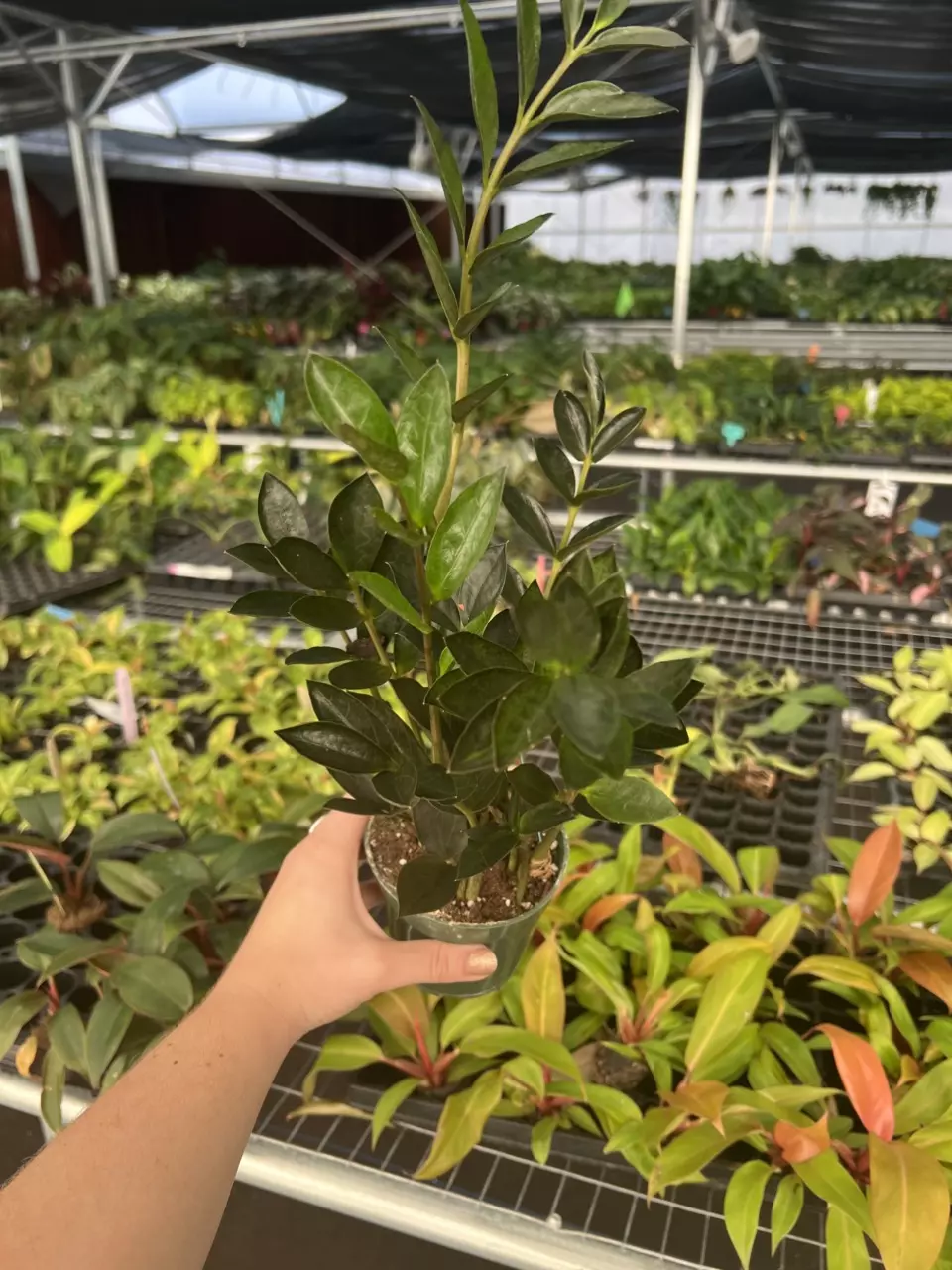 plant/ZZ Zamicro Black 4” pot Growers Choice-0