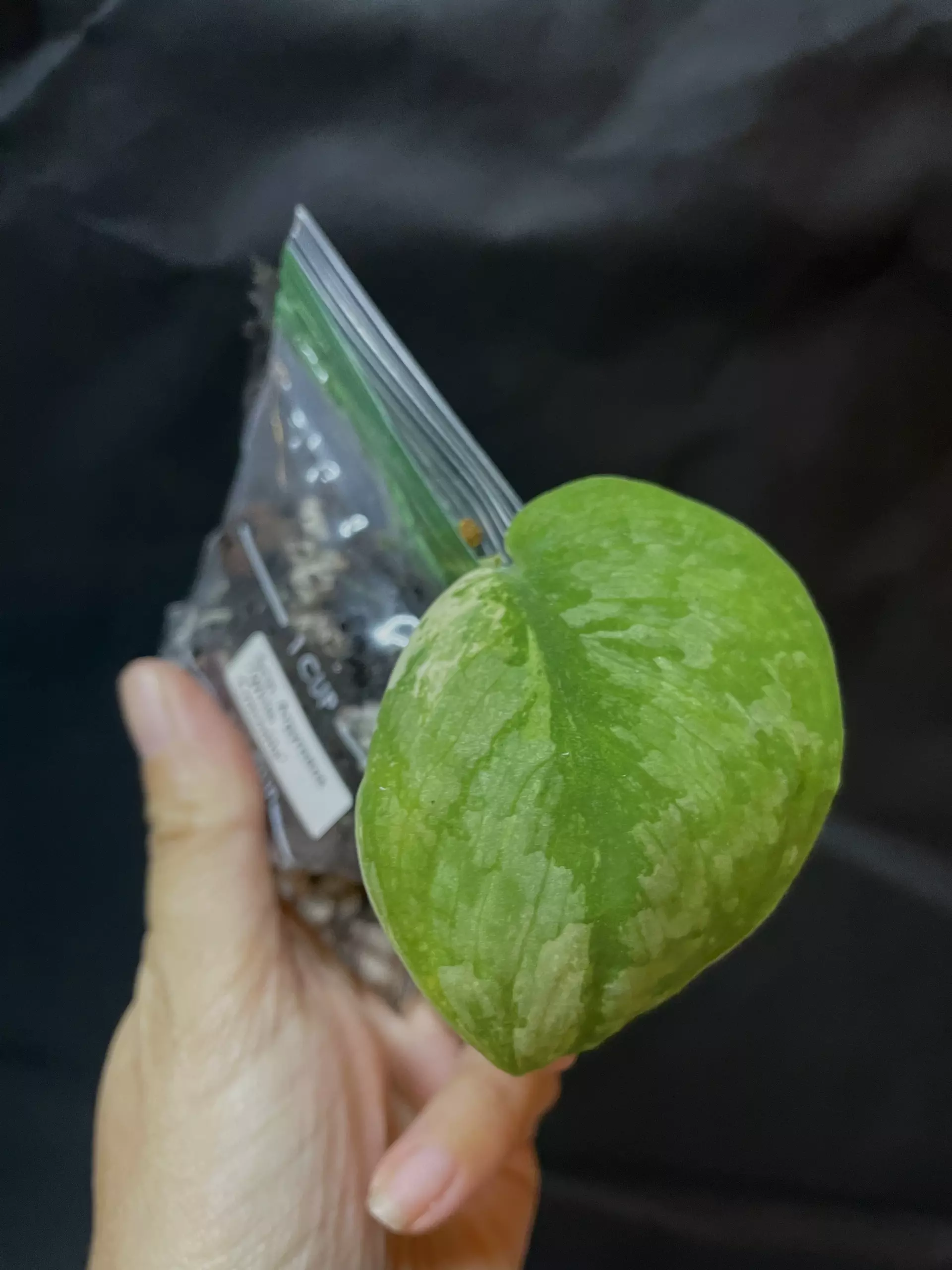 plant/Scindapsus Black Dragon -0