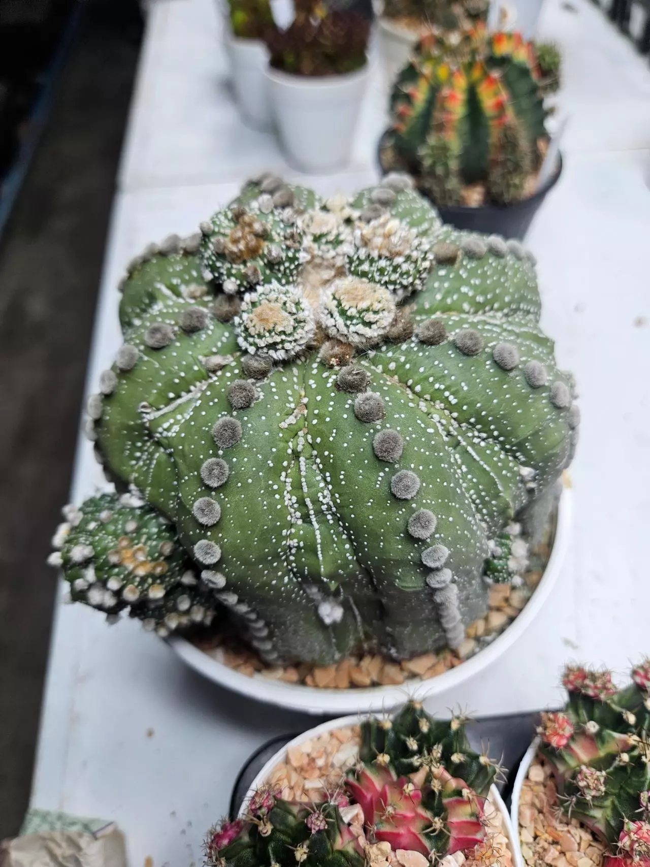 plant/Astrophytum asterias ooibo fukuryu with pups - Peemai Nursery-0