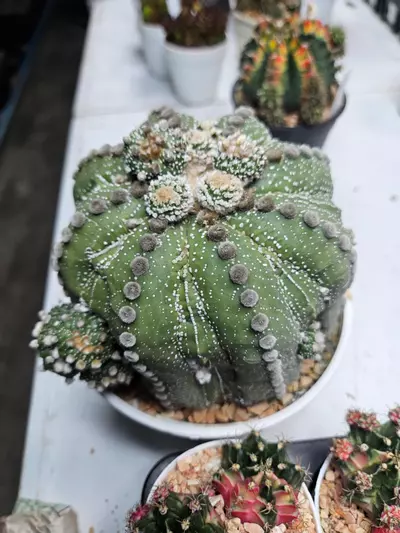 plant/Astrophytum asterias ooibo fukuryu with pups - Peemai Nursery-0-thumbnail
