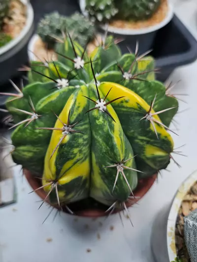 plant/Melocactus Variegated-1-thumbnail