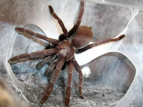 plant/Thrigmopoeus truculentus 1.5–2"-0