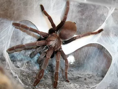 plant/Thrigmopoeus truculentus 1.5–2"-0-thumbnail