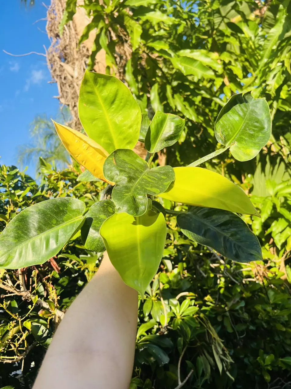 plant/Philodendron Green Congo Nuclear (large)-1