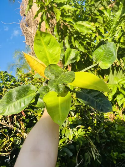 plant/Philodendron Green Congo Nuclear (large)-1-thumbnail