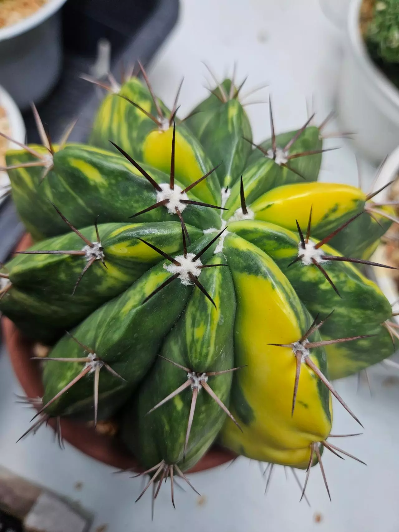 plant/Melocactus Variegated-2