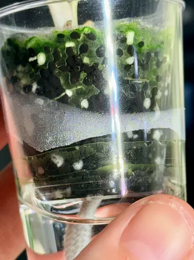 plant/alocasia wentii aurea variegated-2-thumbnail