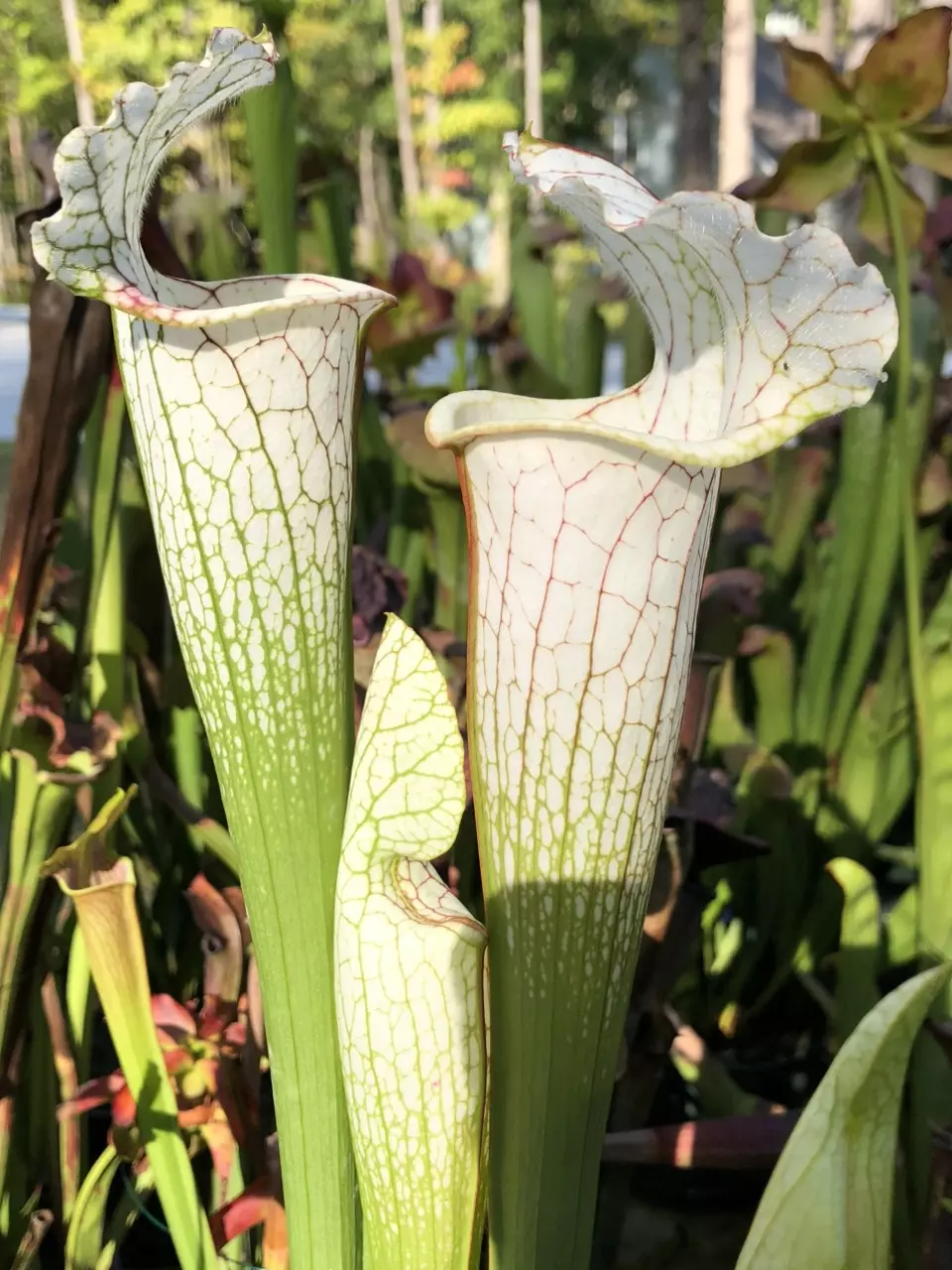 plant/S. leucophyllia ‘Hurricane Creek White A x B - Wang-0