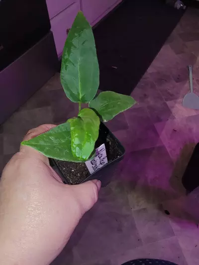 plant/Papillilaminum 3 x Tim Anderson Crystal Mag/Tim's Black-0-thumbnail