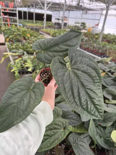 plant/Anthurium radicans 4” pot growers choice-2-thumbnail