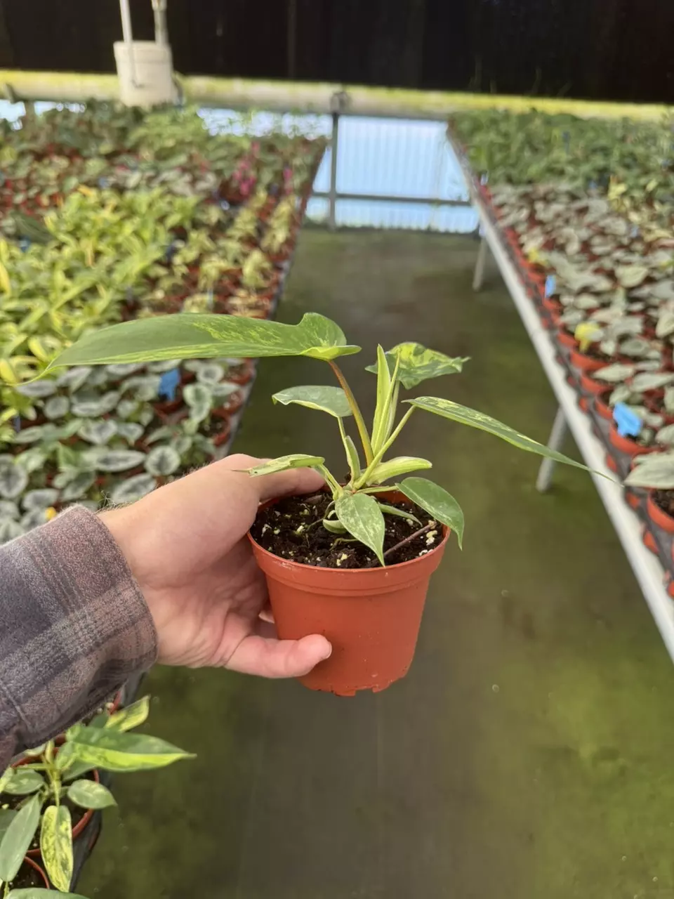 plant/Philodendron Florida beauty 4” pot growers choice-6