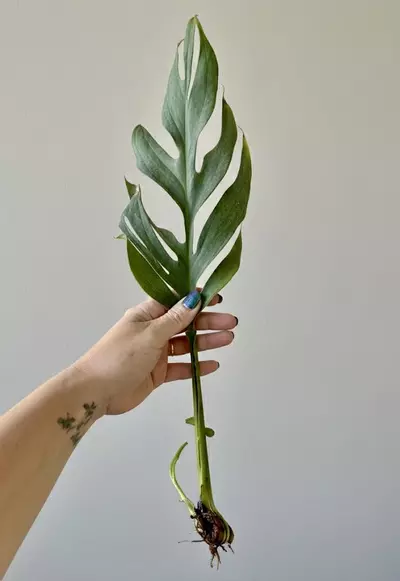 plant/Monstera pinnatipartita-0-thumbnail