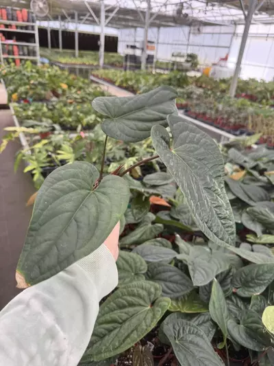 plant/Anthurium radicans 4” pot growers choice-4-thumbnail