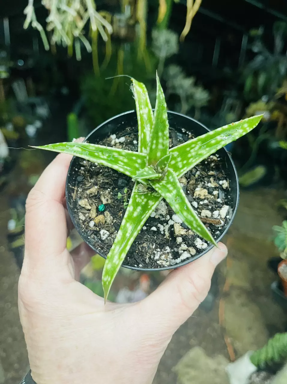 plant/Gaster Aloe White Wings 3”-0