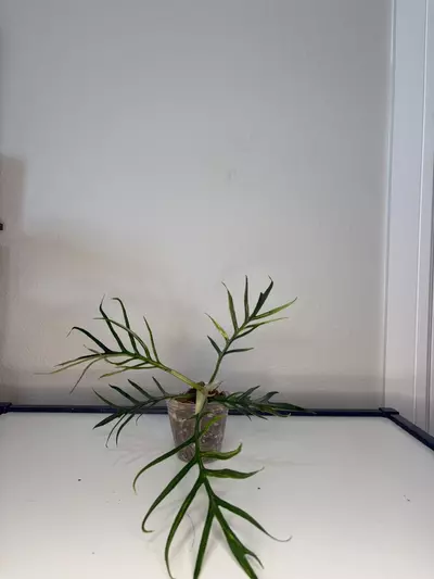 plant/Variegated Tortum-0-thumbnail