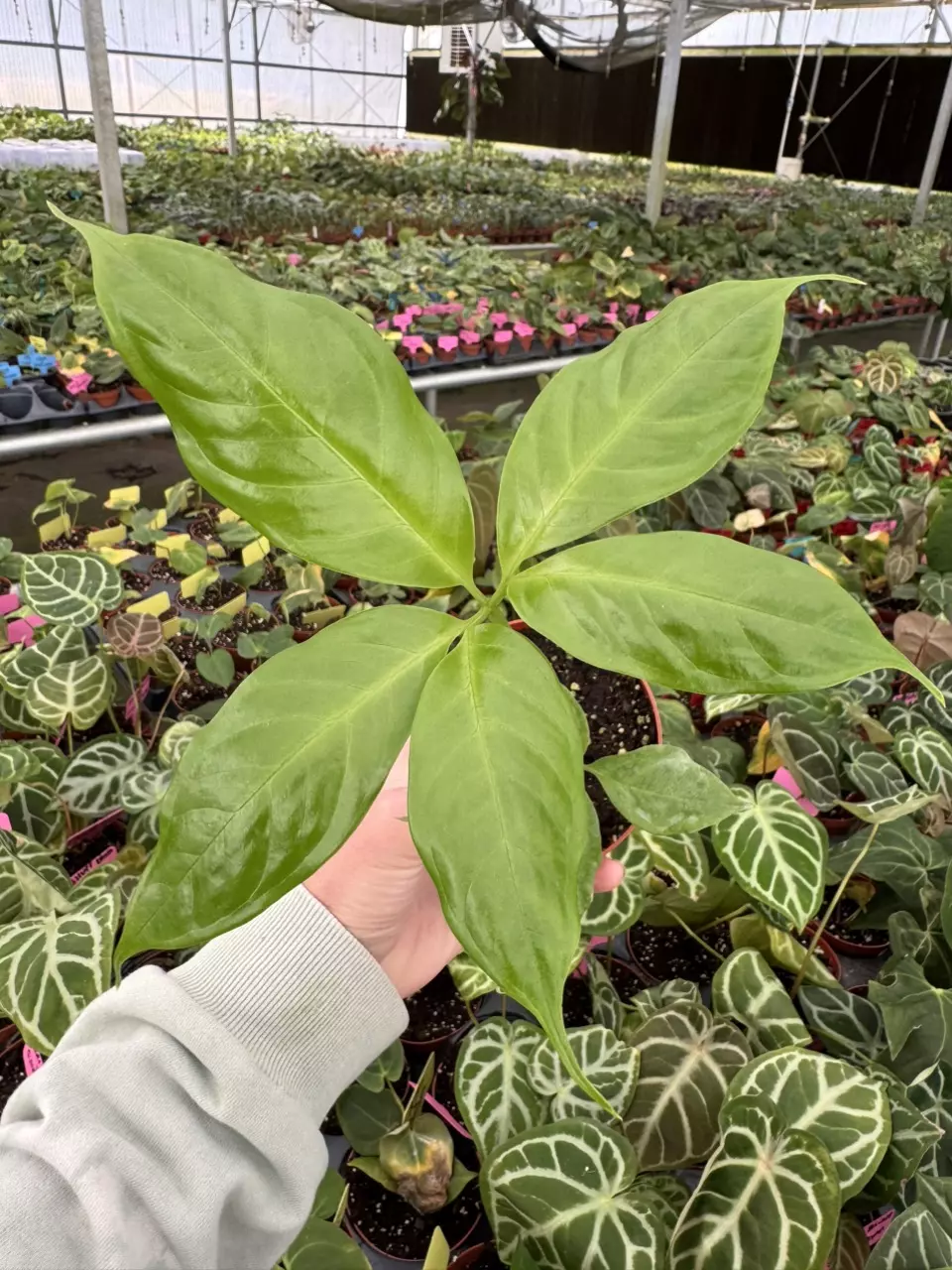 plant/Amorphophallus titanum 4” pot growers choice-1