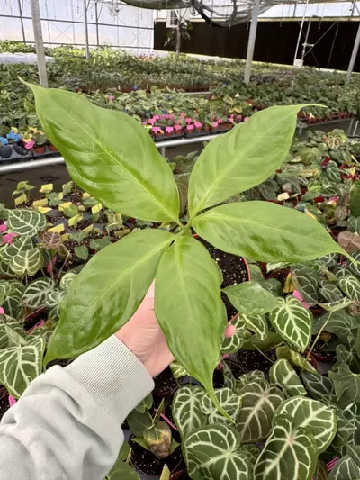 plant/Amorphophallus titanum 4” pot growers choice-1-thumbnail