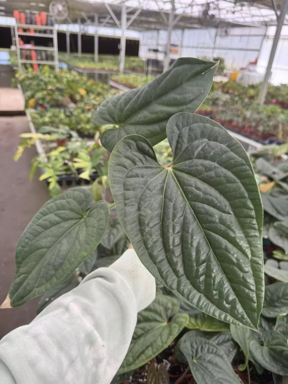 plant/Anthurium radicans 4” pot growers choice-0