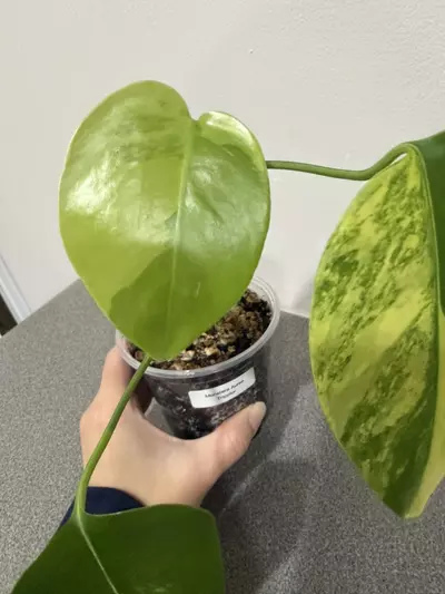 plant/Monstera Aurea Tricolor-2-thumbnail