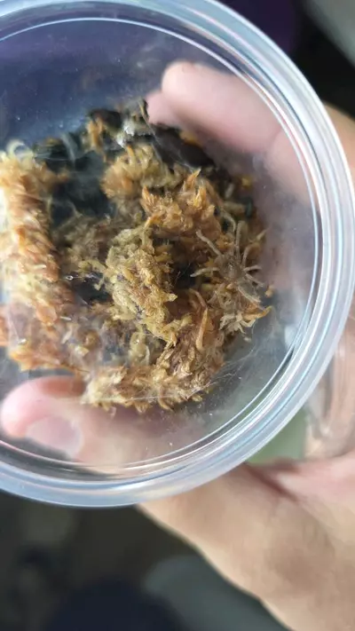 plant/Borean Neon-Blue Leg (Birupes simoroxigorum) 3/4"-0-thumbnail