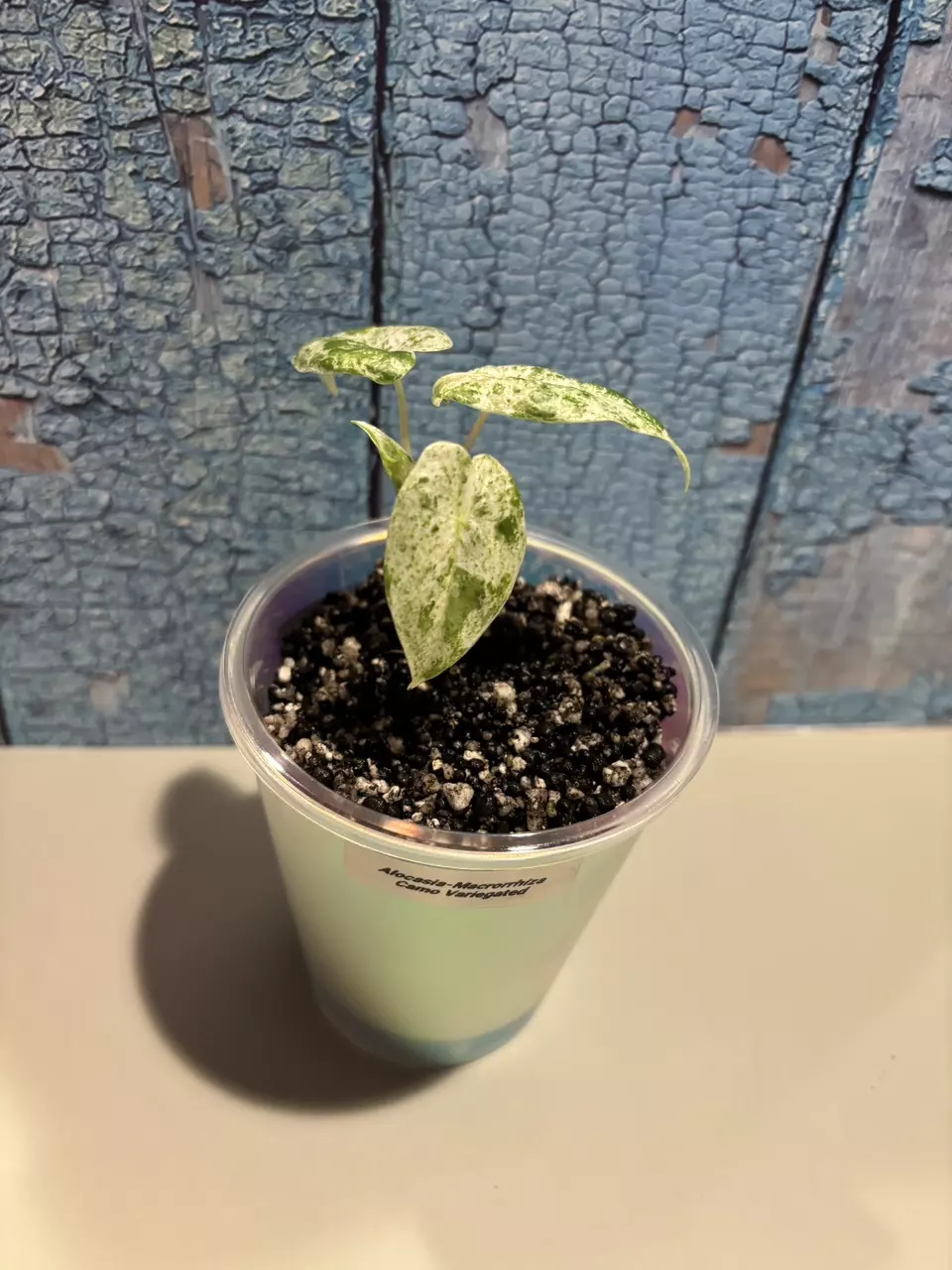 plant/Alocasia Macrorrhiza Camouflage-1