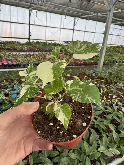 plant/variegated hibiscus tiliaceus 4” pot growers choice-4-thumbnail