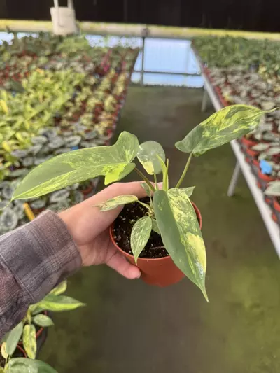 plant/Philodendron Florida beauty 4” pot growers choice-5-thumbnail