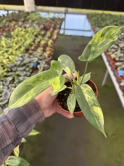 plant/Philodendron Florida beauty 4” pot growers choice-4-thumbnail