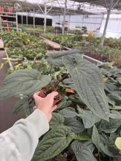 plant/Anthurium radicans 4” pot growers choice-5-thumbnail