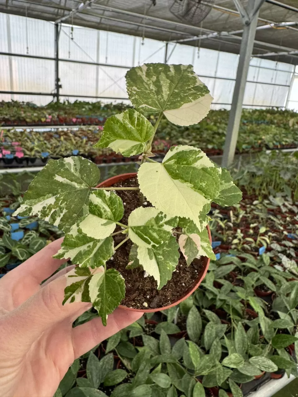 plant/variegated hibiscus tiliaceus 4” pot growers choice-1