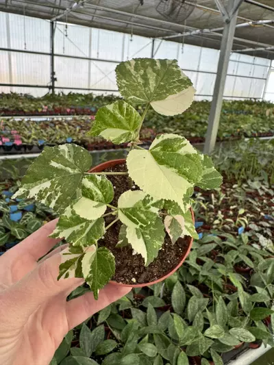 plant/variegated hibiscus tiliaceus 4” pot growers choice-1-thumbnail