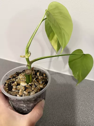 plant/Monstera Aurea Tricolor-5-thumbnail