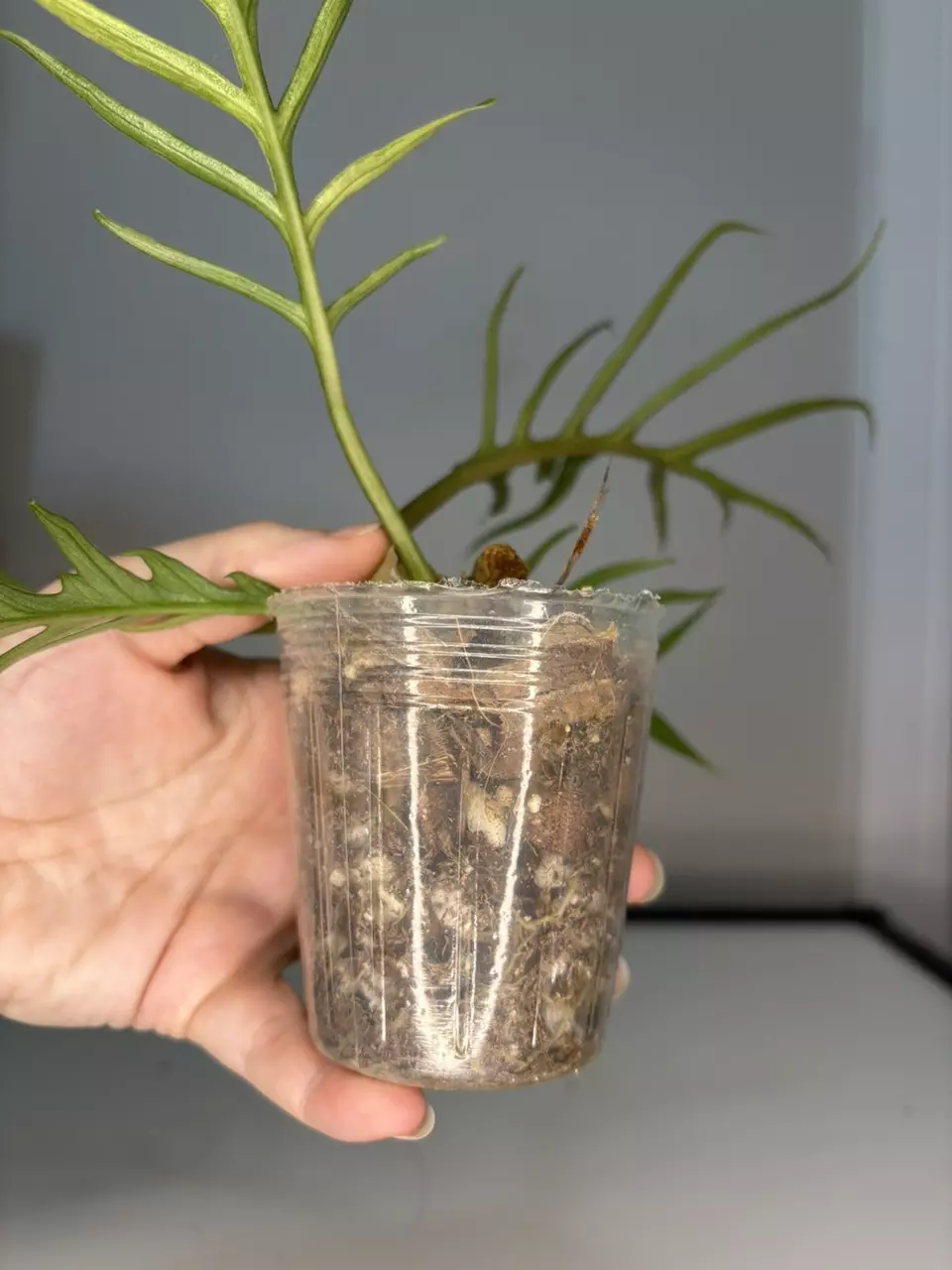 plant/Variegated Tortum-4