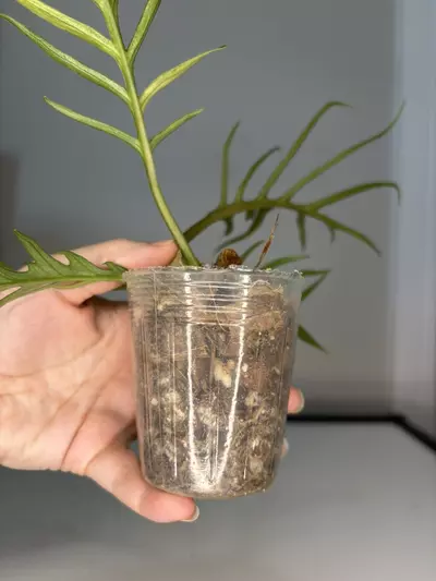 plant/Variegated Tortum-4-thumbnail