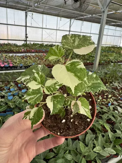 plant/variegated hibiscus tiliaceus 4” pot growers choice-2-thumbnail